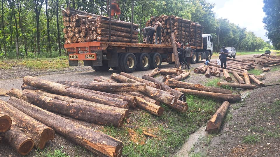 Lote de madera procesada lista para entrega